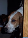 Blossom - ADOPTED 08.28.10