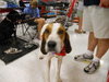Blossom - ADOPTED 08.28.10