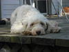 Trudy - ADOPTED 09.03.10