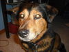 Wilma-ADOPTED 11.20.10