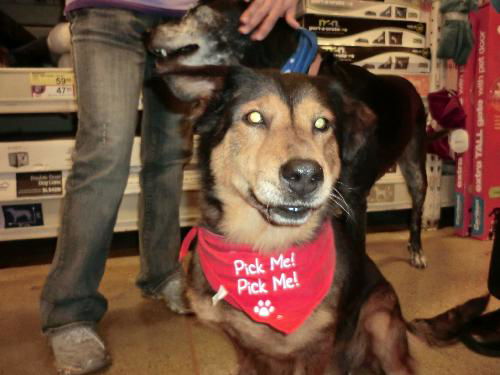 Wilma-ADOPTED 11.20.10