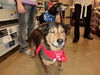 Wilma-ADOPTED 11.20.10