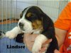 Z litter-Lindsee - ADOPTED 09.04.10