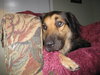 Summer - ADOPTED 09.18.10