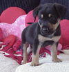 Aa Litter-Zed-ADOPTED-9.2.10