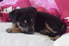 Aa Litter-Zed-ADOPTED-9.2.10