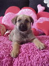 Aa Litter-GeeGi-ADOPTED-10.16.11