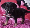 Aa Litter-DiDi-ADOPTED-1.19.11