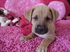 Aa Litter-BeeBee-ADOPTED-9.2.10