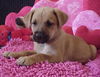 Aa Litter-BeeBee-ADOPTED-9.2.10