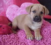 Aa Litter-BeeBee-ADOPTED-9.2.10