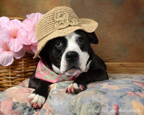 Megan-ADOPTED