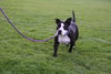Megan-ADOPTED
