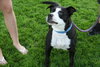 Megan-ADOPTED