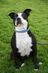 Megan-ADOPTED