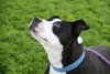 Megan-ADOPTED