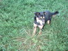Dutchess-ADOPTED