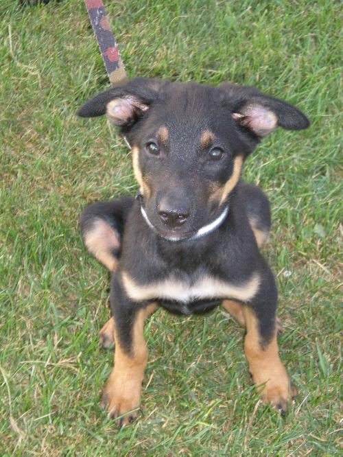 Bradly-ADOPTED
