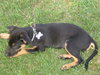 Bradly-ADOPTED