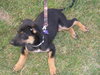 Bradly-ADOPTED