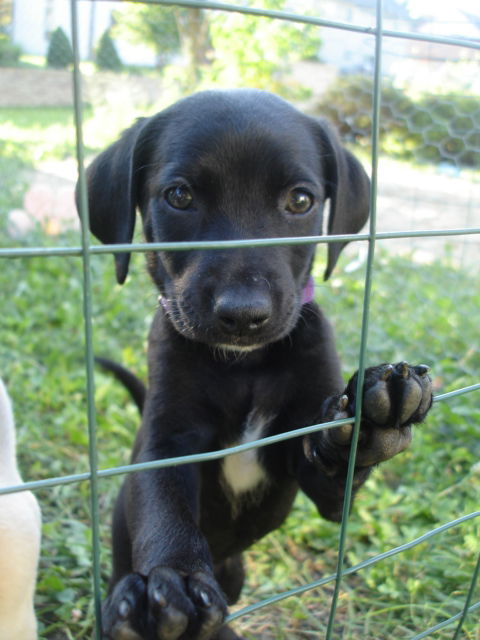 Ad litter-Wonka ADOPTED-9.4.10