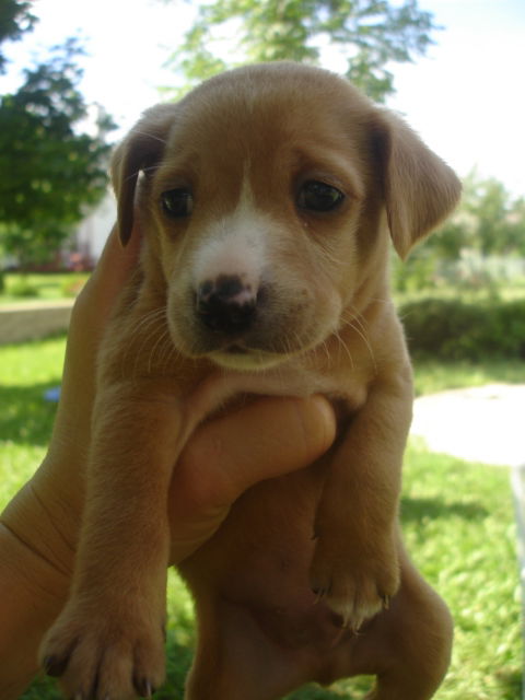 Ad litter-Yo Yo-ADOPTED-8.31.10