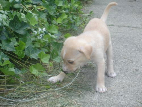 Ad litter-Canoli-ADOPTED-8.30.10