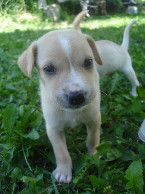 Ad litter-Cream Puff-ADOPTED-8.31.10