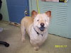 Sugar - ADOPTED 01.17.11