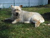Sugar - ADOPTED 01.17.11