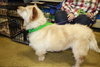 Sugar - ADOPTED 01.17.11