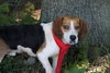 Skimpy - ADOPTED 10.23.10