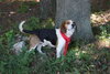 Skimpy - ADOPTED 10.23.10