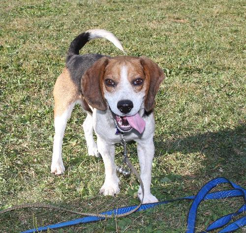 Skimpy - ADOPTED 10.23.10