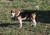 Skimpy - ADOPTED 10.23.10