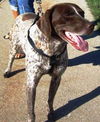 Dusky - ADOPTED 09.28.10
