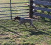 Dusky - ADOPTED 09.28.10