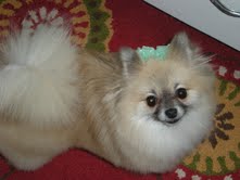 Stella-ADOPTED