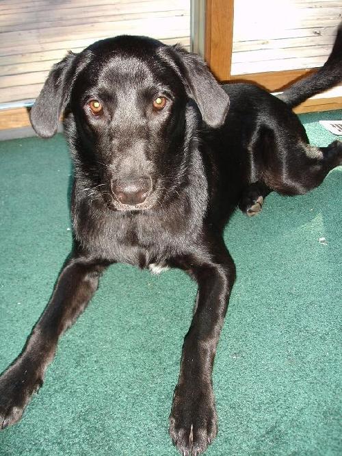 Mavro-ADOPTED