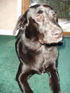 Mavro-ADOPTED