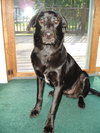Mavro-ADOPTED