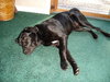 Mavro-ADOPTED