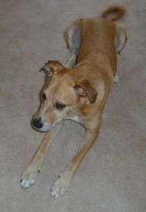 Dizzy - Adopted