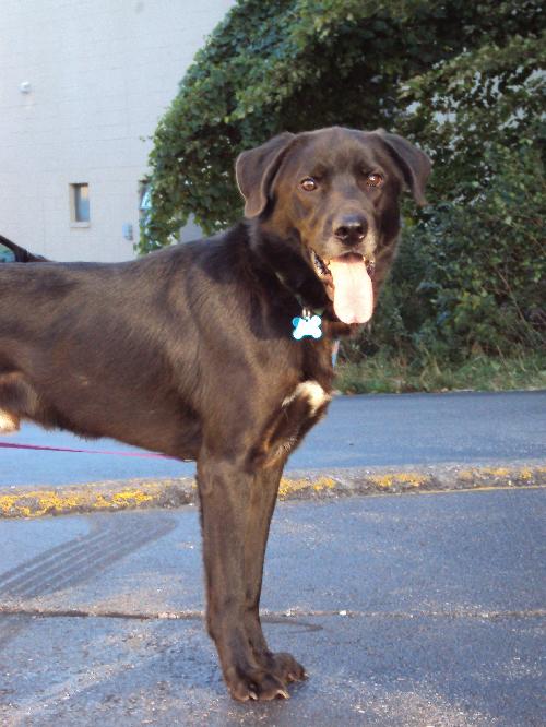 Rex - ADOPTED 10.05.11