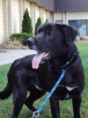 Rex - ADOPTED 10.05.11
