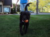 Rex - ADOPTED 10.05.11