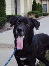 Rex - ADOPTED 10.05.11
