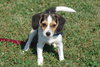 PPP-Odie- PENDING