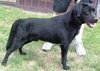 Mojo-ADOPTED-12.5.10