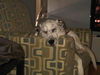 Zizzy-ADOPTED-1.16.11